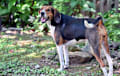 Treeing Walker Coonhound - Tri-color