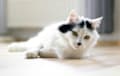 Turkish Angora - White