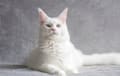 Turkish Angora - White