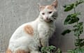 Turkish Van - white