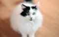Turkish Van - white