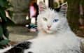 Turkish Angora - White