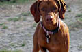 Vizsla - red golden
