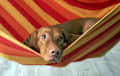 Vizsla - red golden