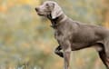 Weimaraner - gray