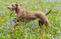 Weimaraner - brown