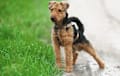 Welsh Terrier - black and tan
