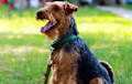 Welsh Terrier - black and tan