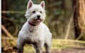 Westie West Highland White Terrier
