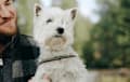 Westie West Highland White Terrier