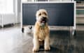 Wheaten - brown
