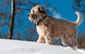 Wheaten - brown