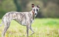 Whippet - Brindle
