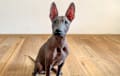 Xolo - Red