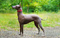 Xolo - Red