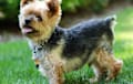 yorkie - black and tan