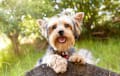 yorkie - blue and tan