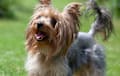yorkie - blue and tan