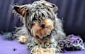 Yorkie Poo - Black and tan