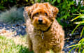 Yorkie Poo - Tan