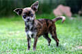 Chihuahua - brindle