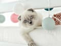 Scottish Fold - cream