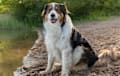 English Shepherd - sable