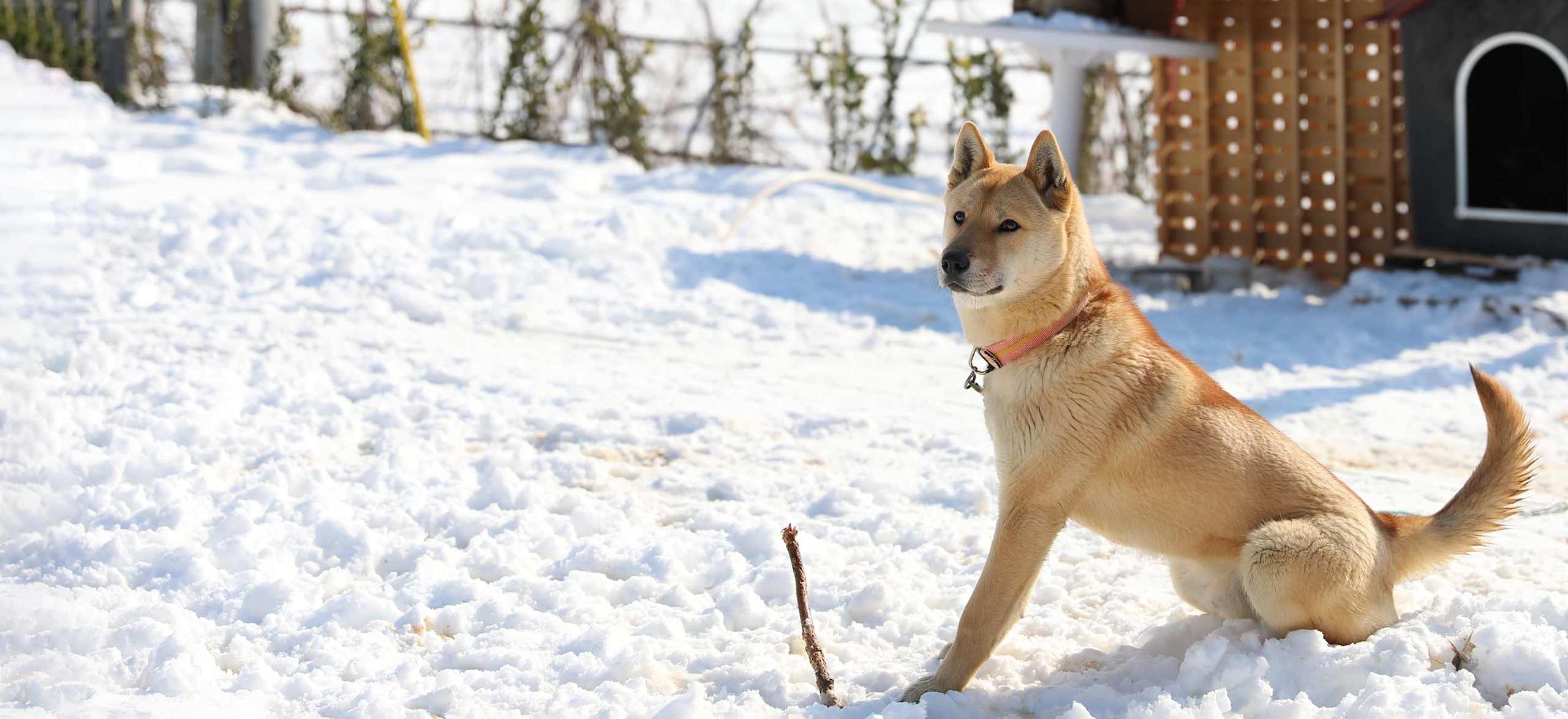 Jindo hero photo