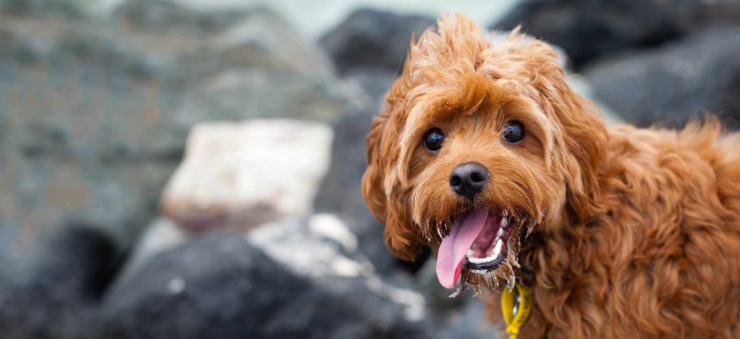 Cavapoo hero photo