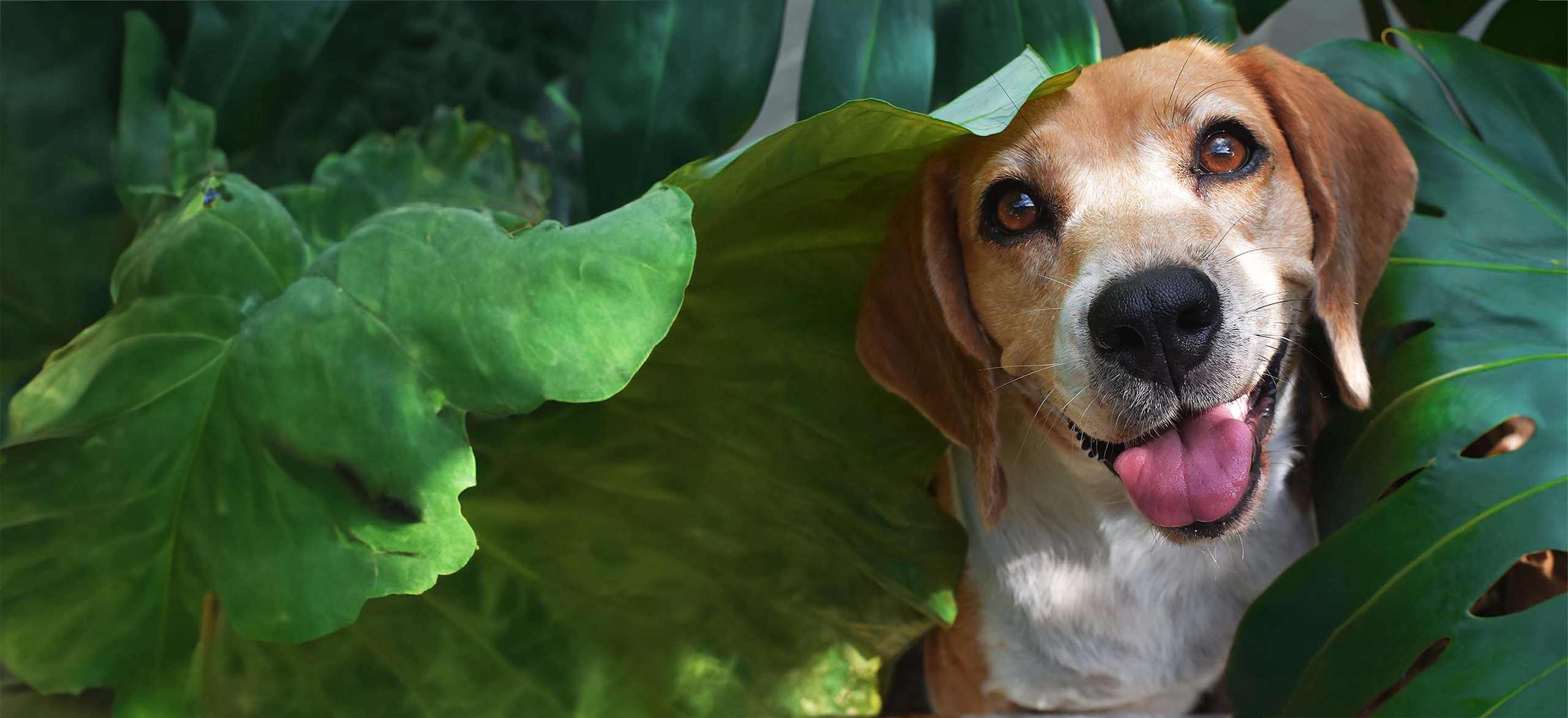 Beagle hero photo