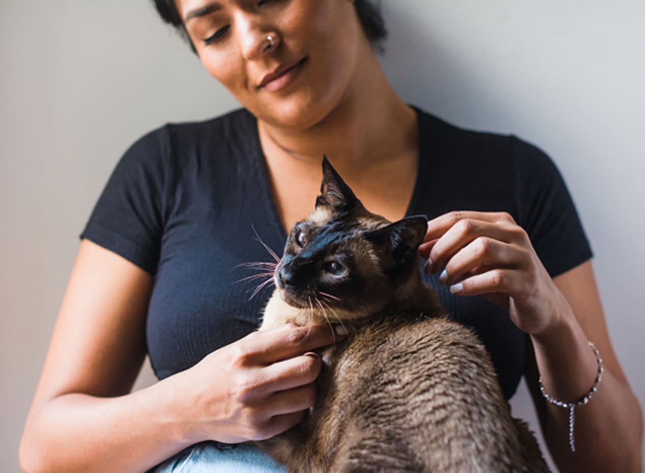 A person gently holds and pets a Siamese cat.