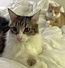 Photo of Luffy (bonded to Stewie)