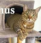 Photo of Venus