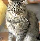 Photo of Bunny (bonded to Miss Mittens)