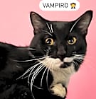 Photo of Vampire