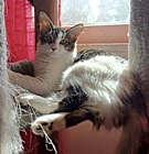 Photo of Sashimi