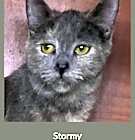 Photo of Stormy
