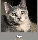 Photo of Skye