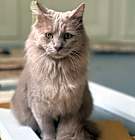 Photo of Cream puff