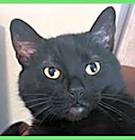 Photo of Rascal