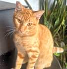 Photo of PUMPKIN