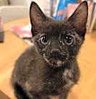 Photo of POLLY