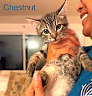Photo of brothers Chestnut & Almond