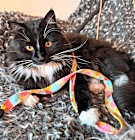 Photo of Ralphie