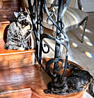 Photo of Bobbie and Billie bob tail