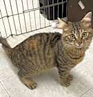 Photo of Chippie - Arabian Mau mix