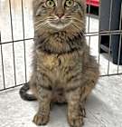 Photo of Pippie - Arabian Mau mix