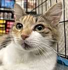 Photo of Pawlette