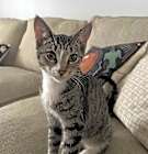 Photo of Maple