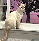 Photo of Poppy